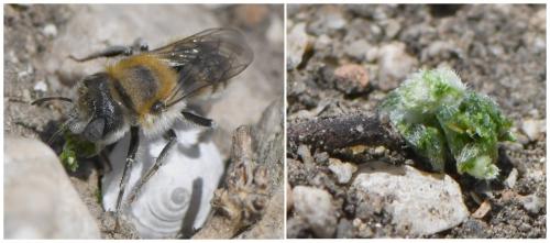 Réf. 258 868 : Hoplitis sp.